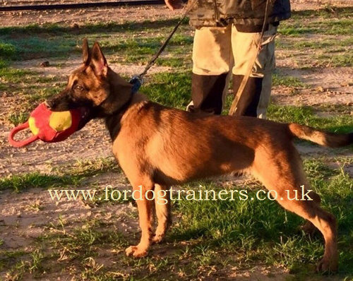 dog bite pad for training